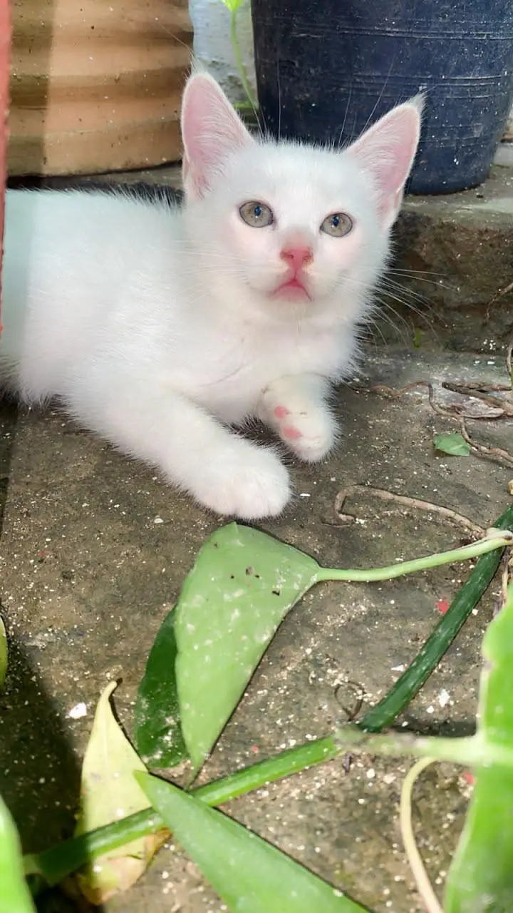 4 Persian Cats for Sell — photo 5