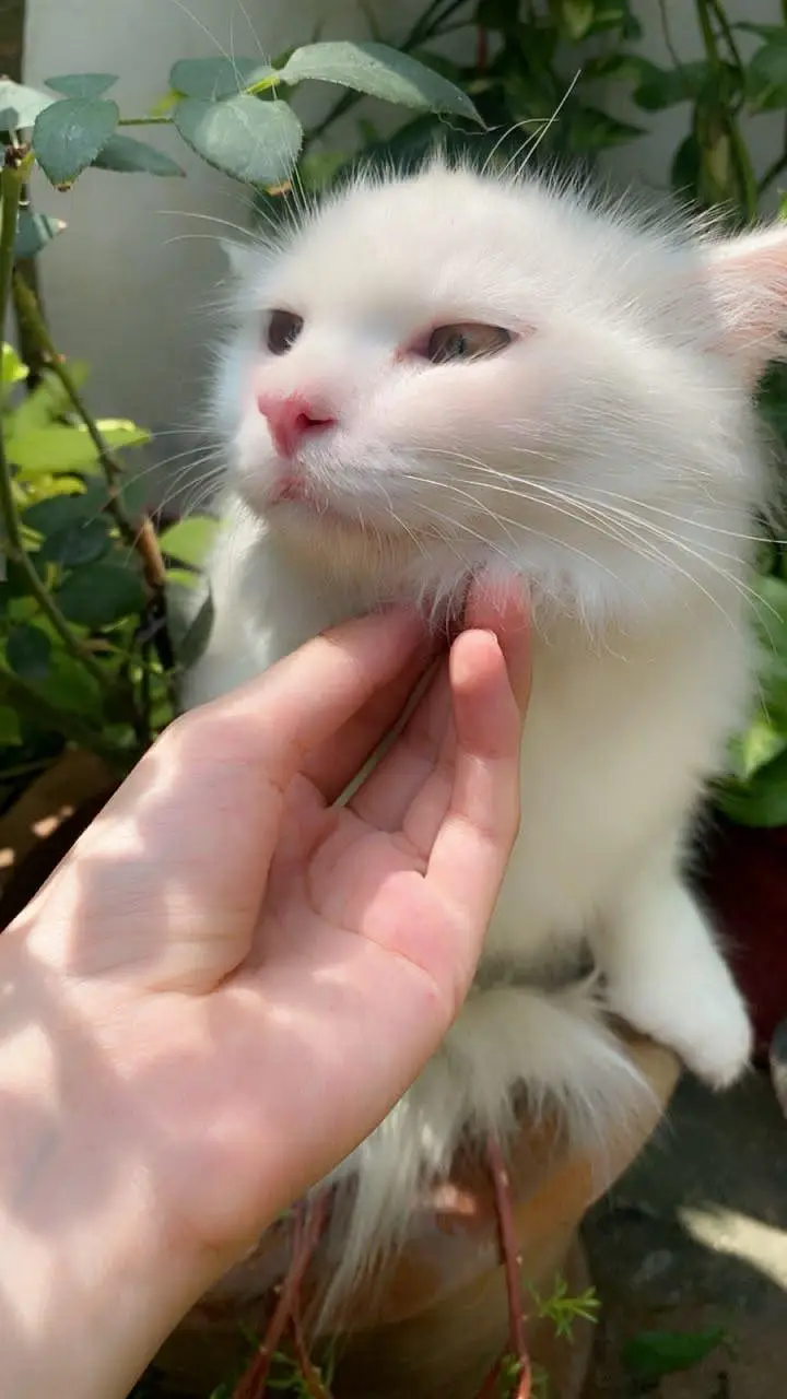 4 Persian Cats for Sell — photo 6