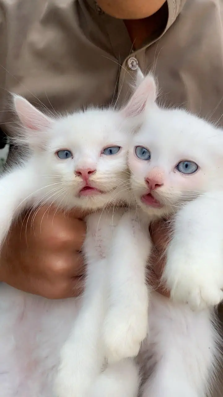 4 Persian Cats for Sell — photo 8