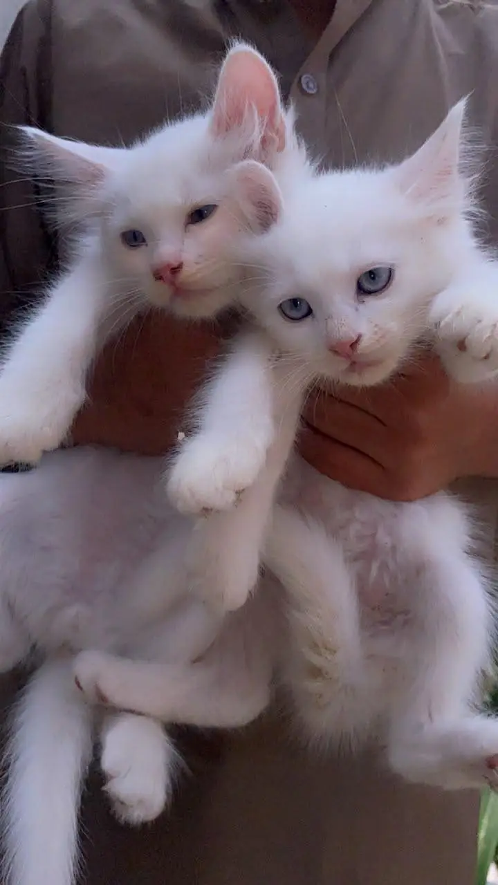 4 Persian Cats for Sell — photo 9