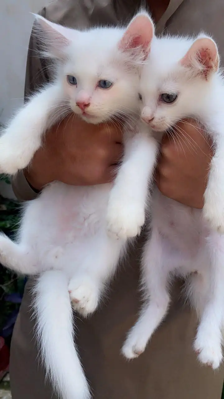 4 Persian Cats for Sell — photo 10