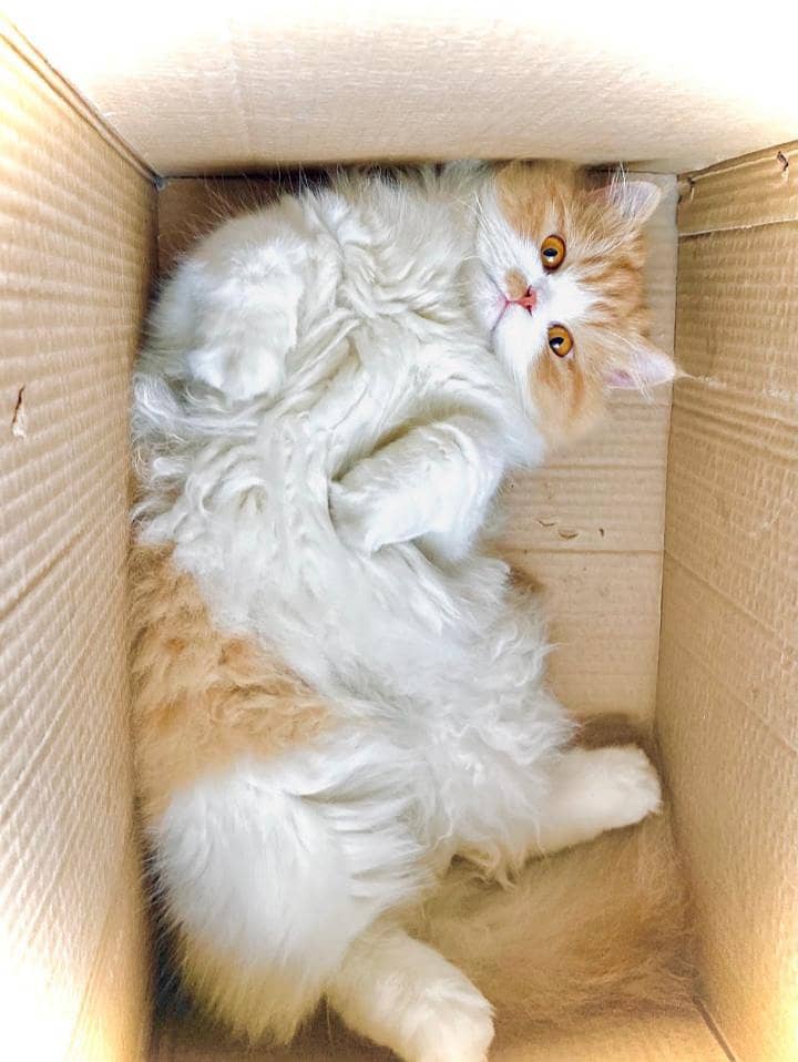 Persian Cat 3