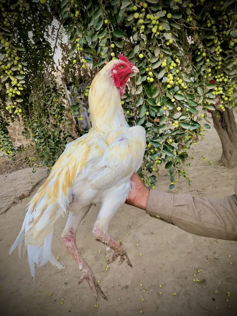 Heera aseel forsale whatsap no 03204610031 — photo 2
