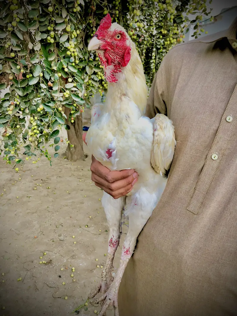 Heera aseel forsale whatsap no 03204610031 — photo 3