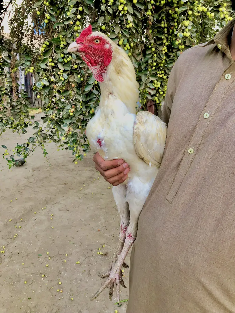 Heera aseel forsale whatsap no 03204610031 — photo 4
