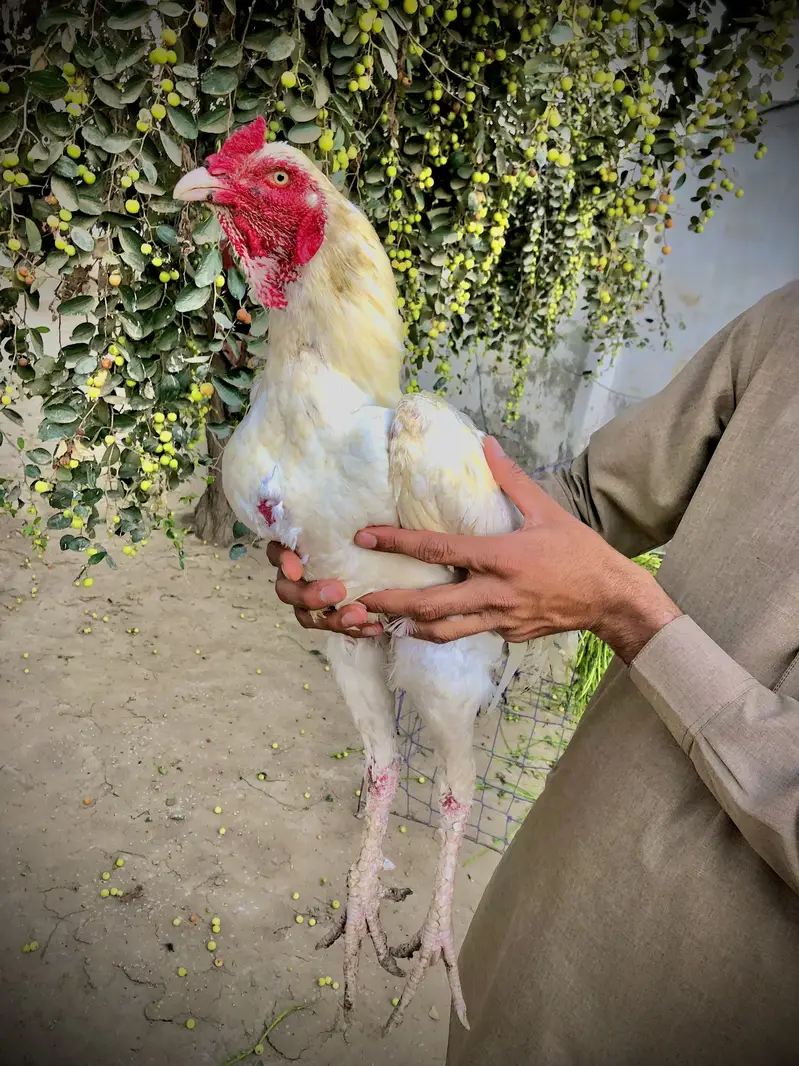 Heera aseel forsale whatsap no 03204610031 — photo 5