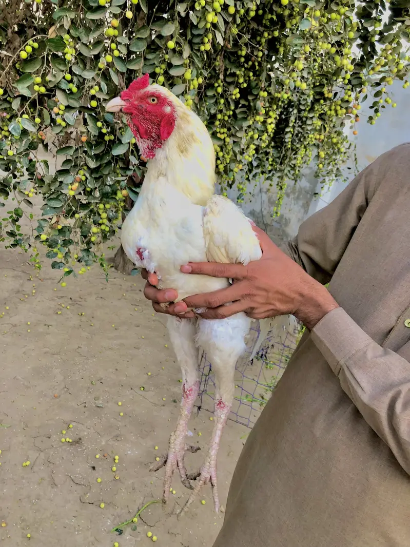 Heera aseel forsale whatsap no 03204610031 — photo 6