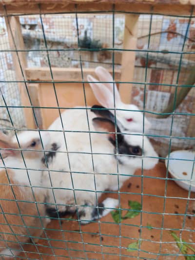 rabbits upgrade sale