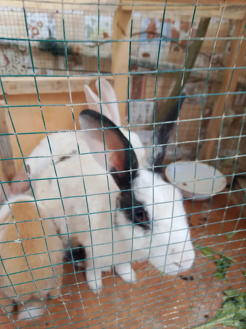 rabbits upgrade sale — photo 2
