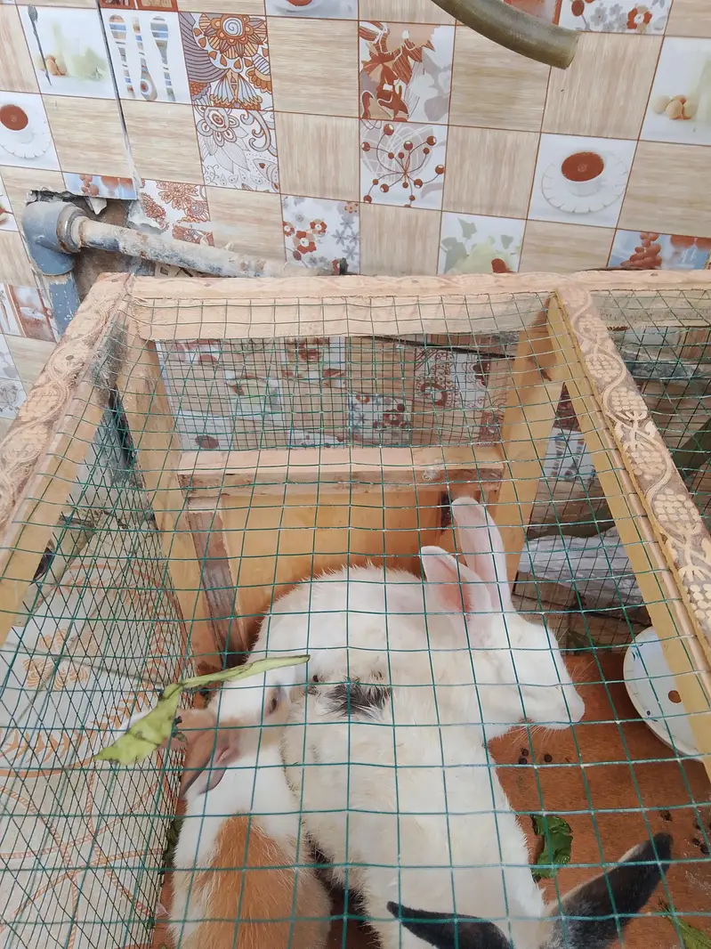 rabbits upgrade sale — photo 3