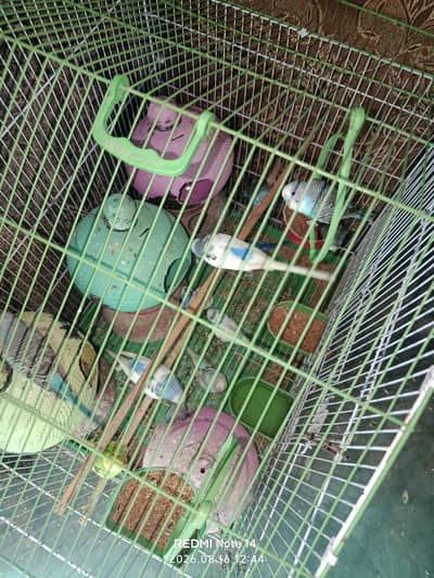 Australian Parrot