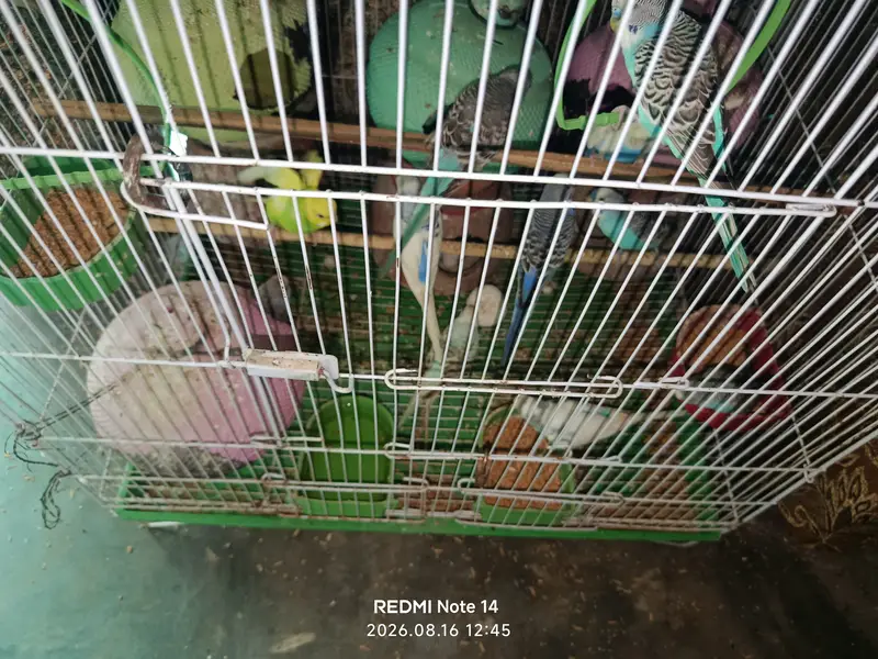 Australian Parrot — photo 3