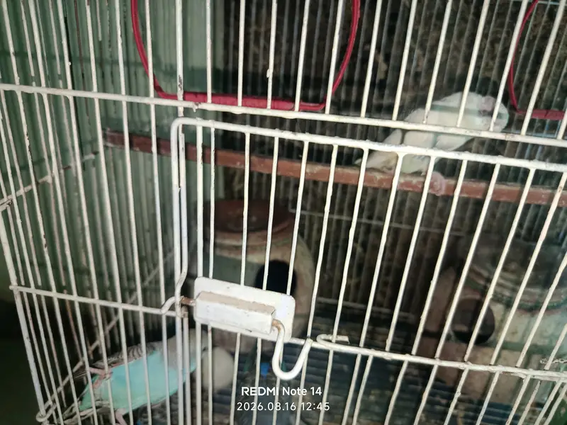 Australian Parrot — photo 4