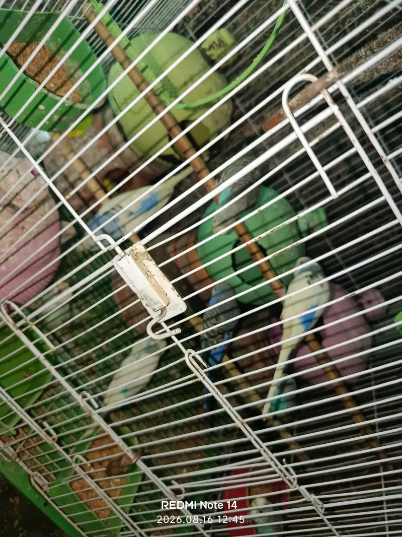 Australian Parrot — photo 5