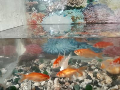 color full fish with watar box argent sale low price
