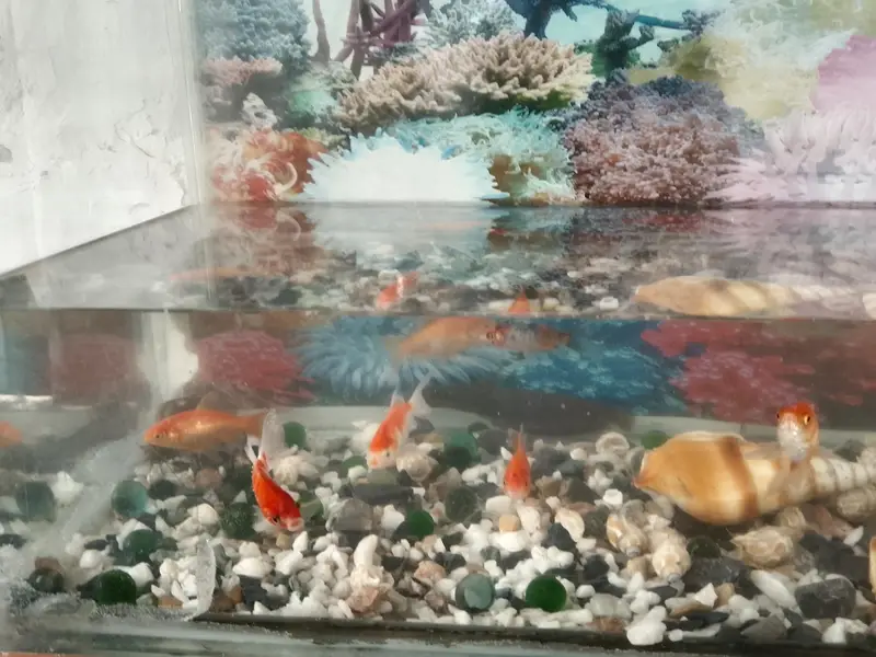 color full fish with watar box argent sale low price — photo 2