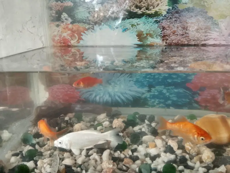 color full fish with watar box argent sale low price — photo 3