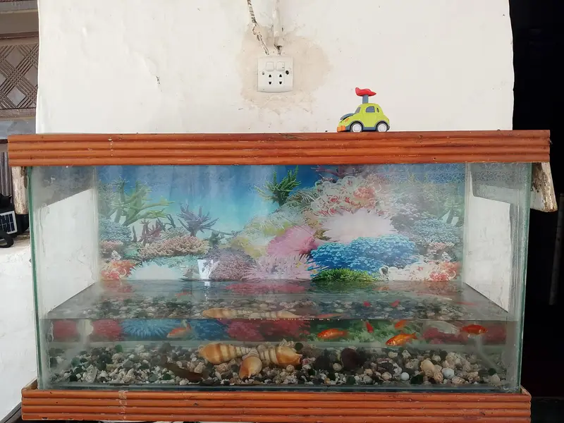 color full fish with watar box argent sale low price — photo 4