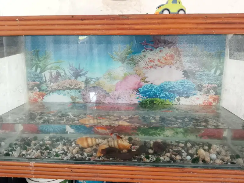color full fish with watar box argent sale low price — photo 5