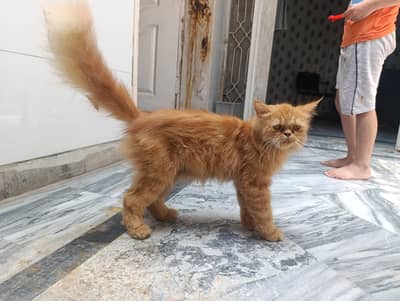 Persion Cat