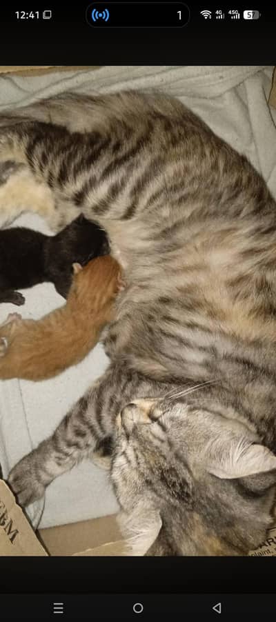 Healthy Tabby mother cat with 2 kittens sale