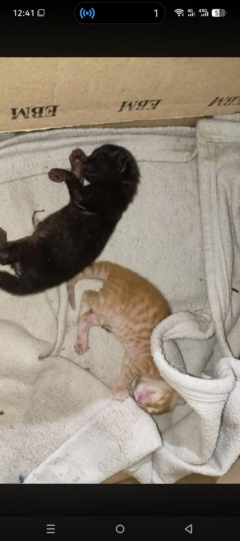 Healthy Tabby mother cat with 2 kittens sale — photo 2