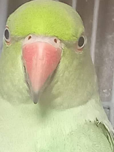 female parrot