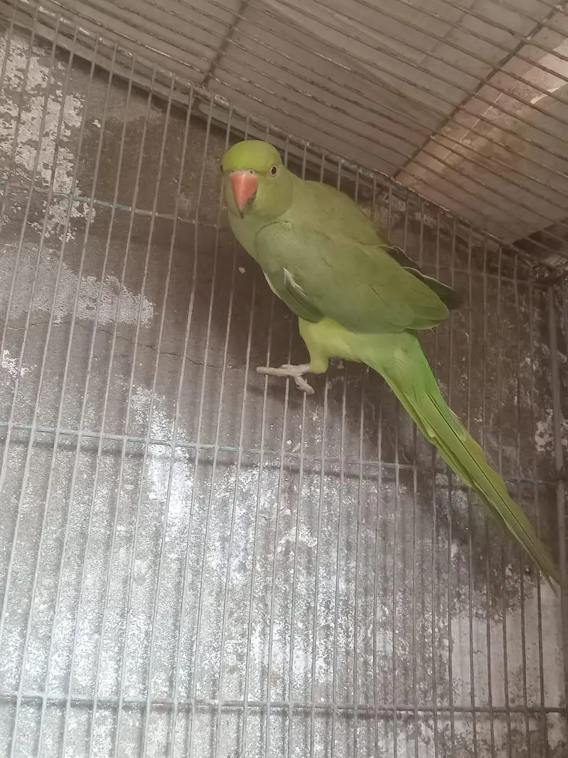 female parrot — photo 2
