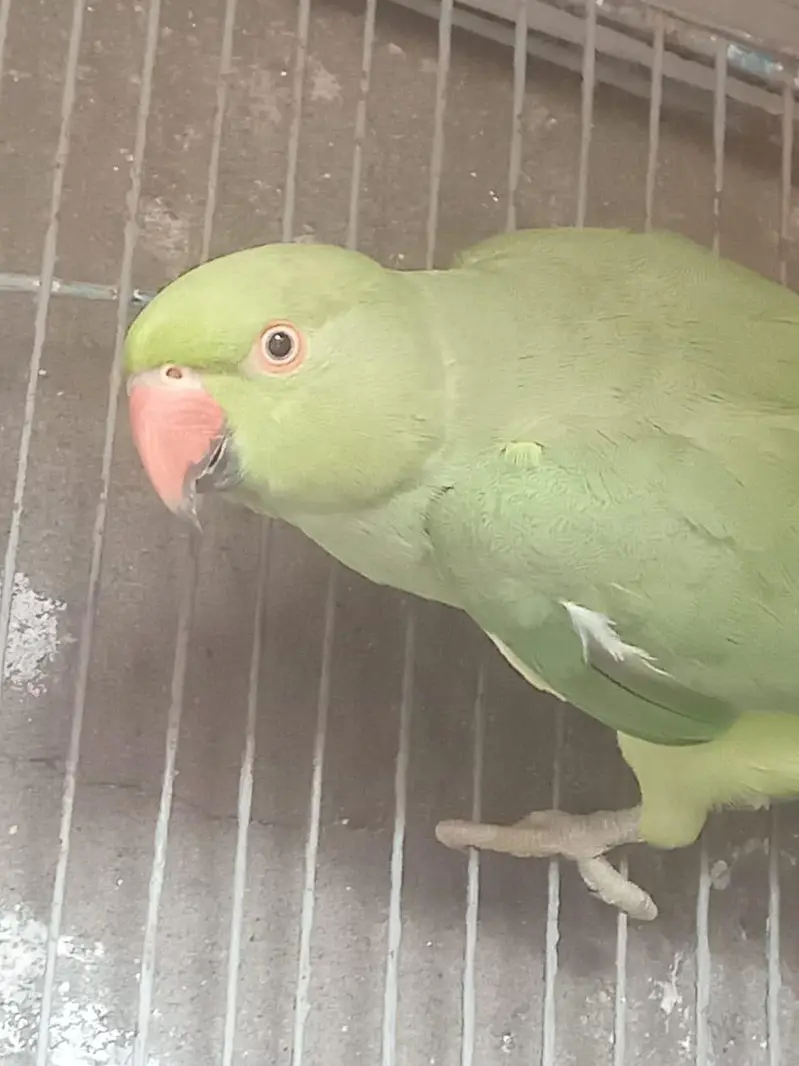 female parrot — photo 3