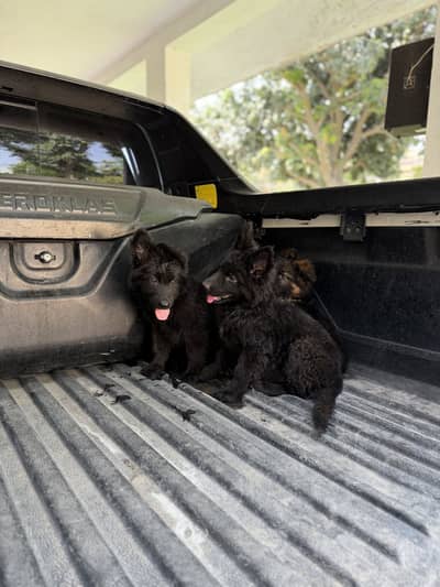 Pedigreed black  long stock hair females and black and tan availabel