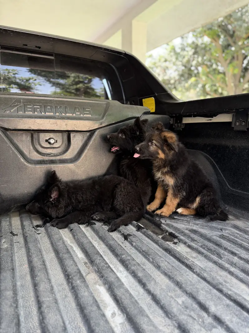 Pedigreed black  long stock hair females and black and tan availabel — photo 2