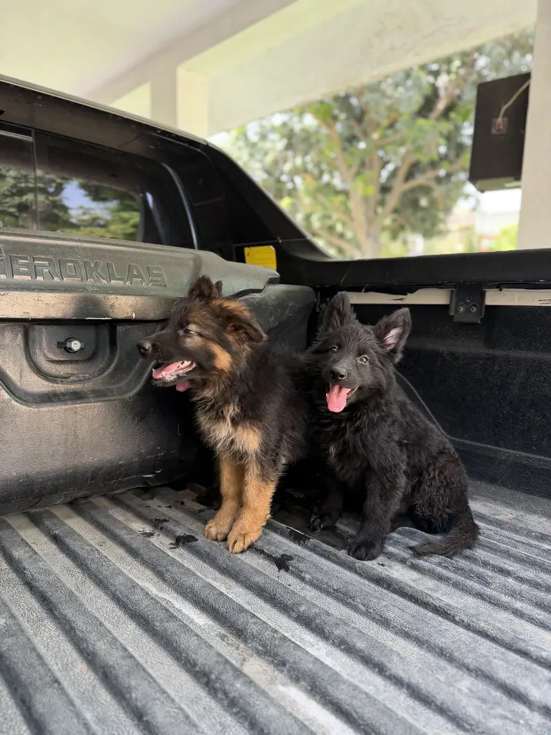 Pedigreed black  long stock hair females and black and tan availabel — photo 4
