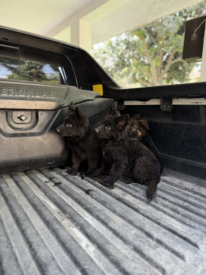 Pedigreed black  long stock hair females and black and tan availabel — photo 5