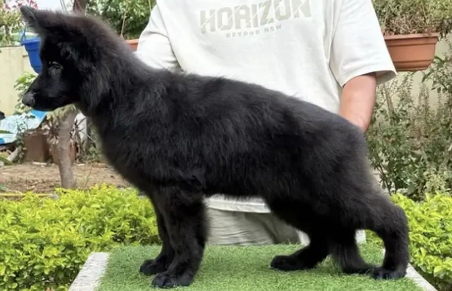 Pedigreed black  long stock hair females and black and tan availabel — photo 6