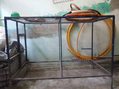 Cage hens