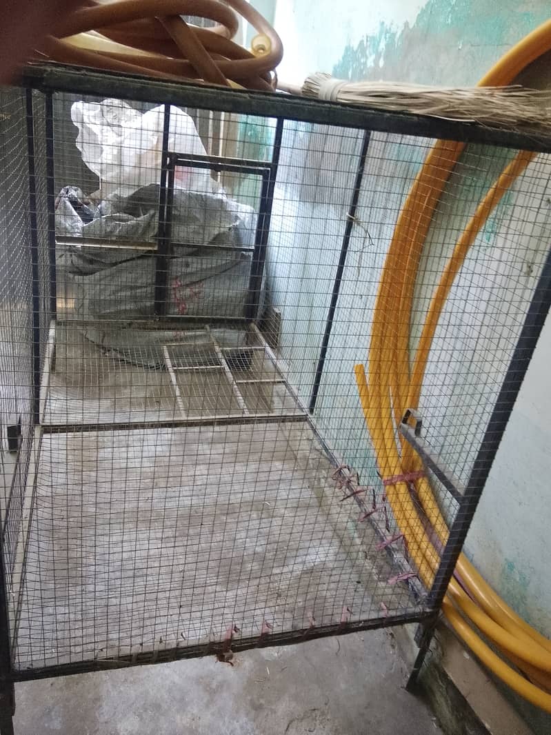 Cage hens 1