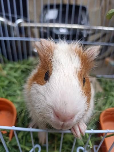 gunie pig