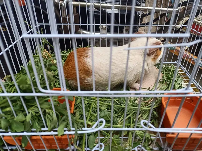 gunie pig — photo 2