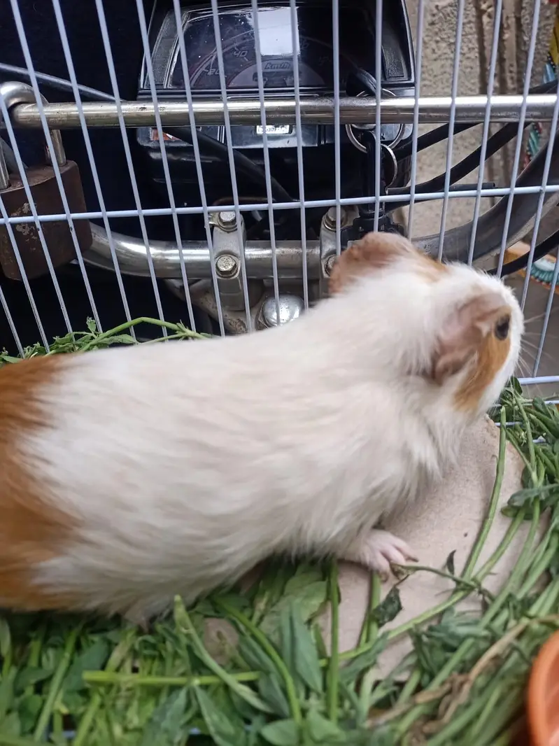 gunie pig — photo 3