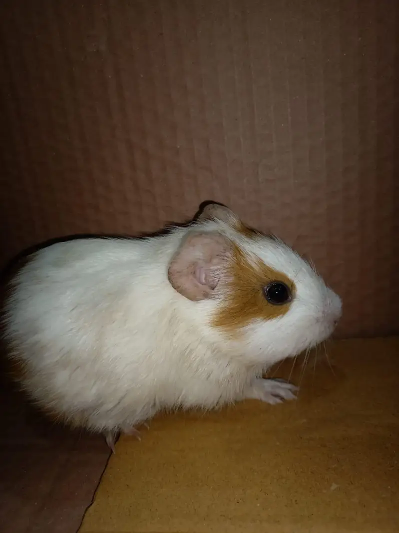 gunie pig — photo 4