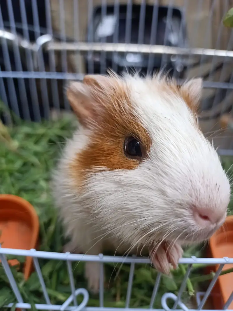 gunie pig — photo 5