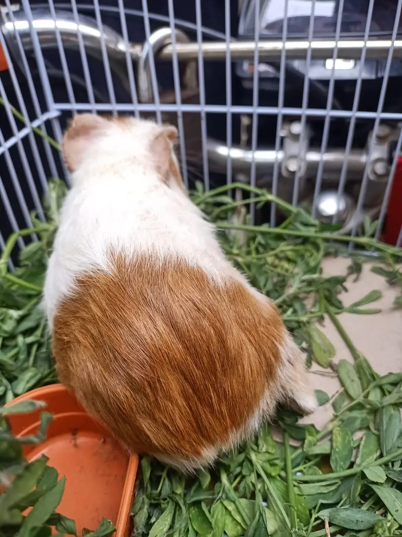 gunie pig — photo 6