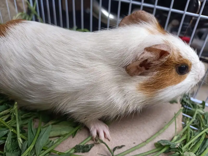 gunie pig — photo 7