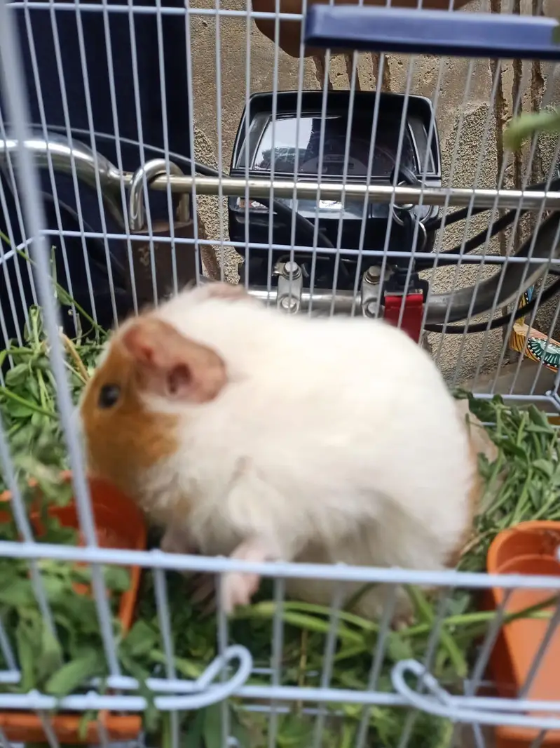 gunie pig — photo 8