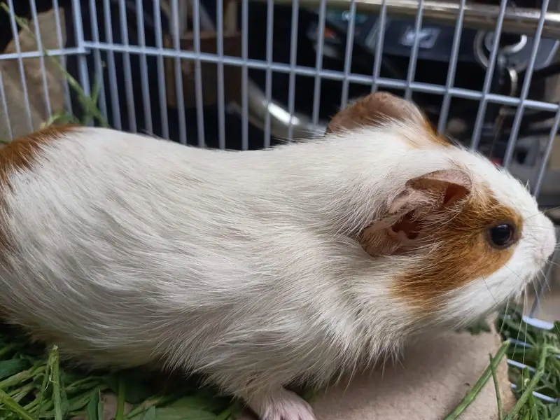 gunie pig — photo 9