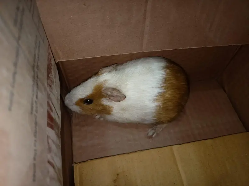 gunie pig — photo 12
