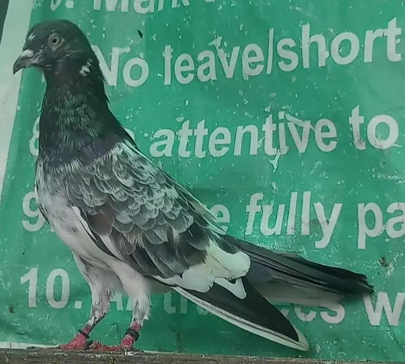 ٹیڈی قصوری رامپوری سیالکوٹی وحشی لاکھا موتیوں والے چپڑا — photo 2