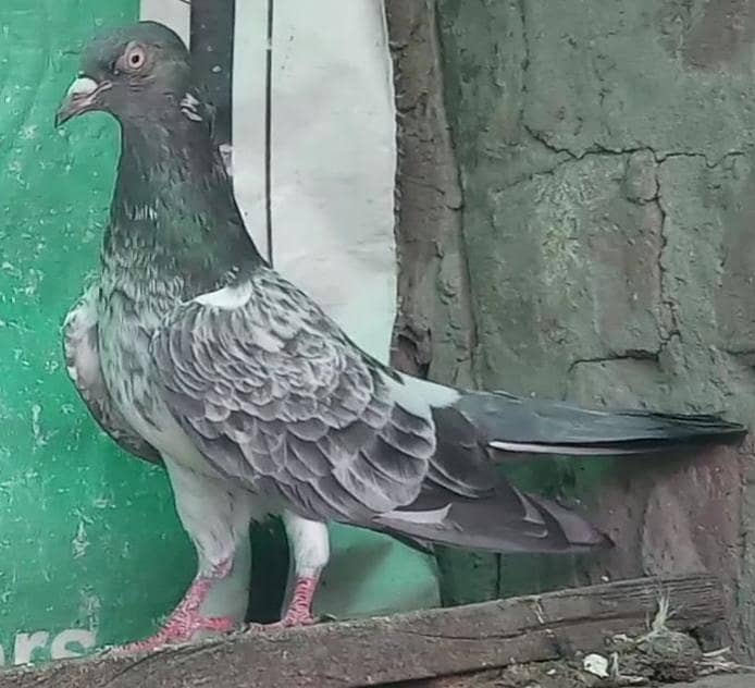 ٹیڈی قصوری رامپوری سیالکوٹی وحشی لاکھا موتیوں والے چپڑا 2