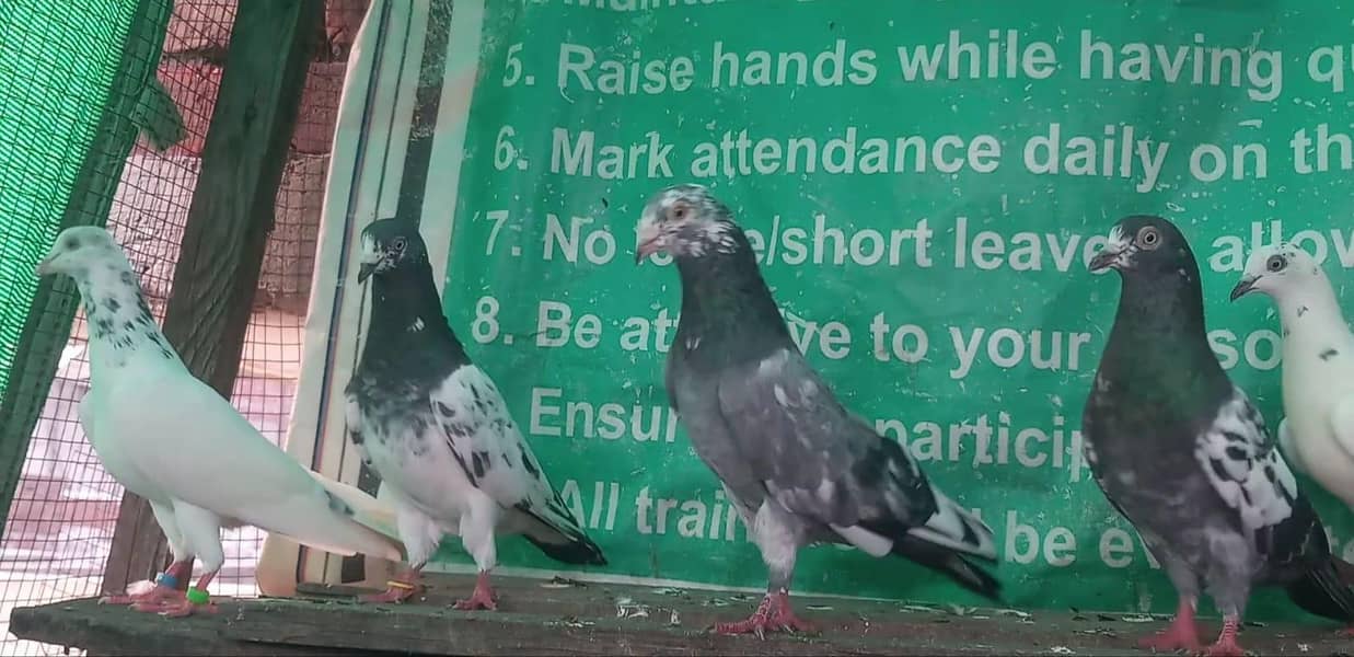 ٹیڈی قصوری رامپوری سیالکوٹی وحشی لاکھا موتیوں والے چپڑا 4