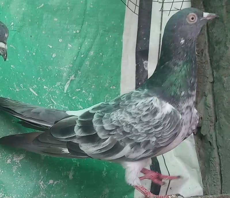 ٹیڈی قصوری رامپوری سیالکوٹی وحشی لاکھا موتیوں والے چپڑا 5
